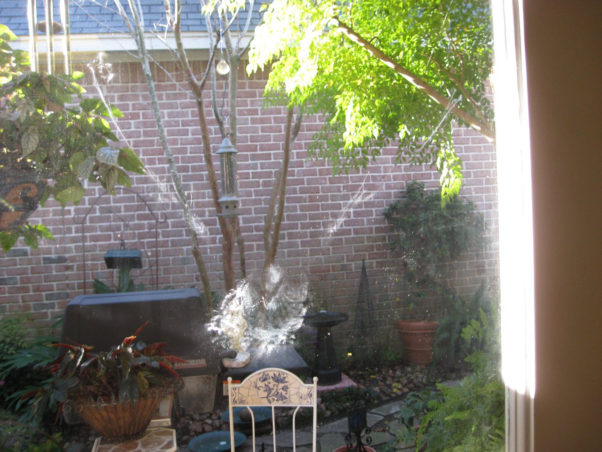 Bromebirdcare's tweet image. #Prevention is the best cure! #birds #windowcollisions