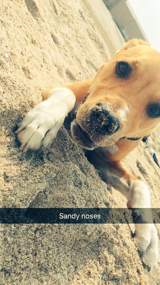 BeachAnimals's tweet photo. Take them to the beach for a change🏖 https://t.co/cBtpQH8sFB