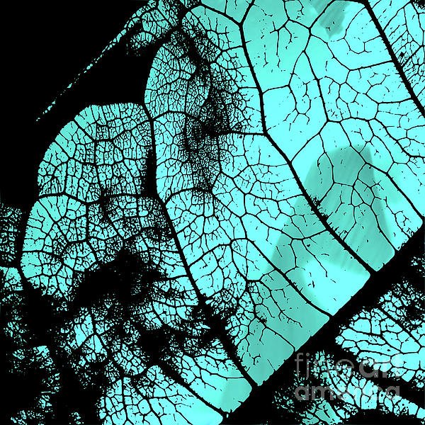 New artwork for sale! - "Aqua leaf" - sverre-fekjan.pixels.com/featured/aqua-… <a href="/fineartamerica/">Fine Art America</a>