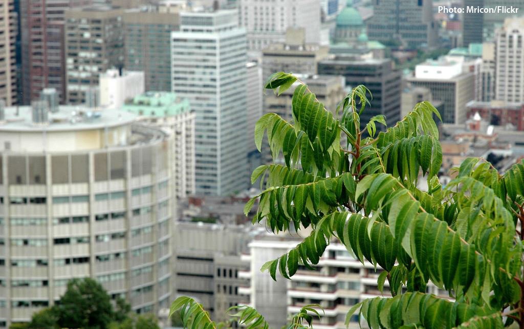 Basheer Saeed (basheer_saeed) Twitter