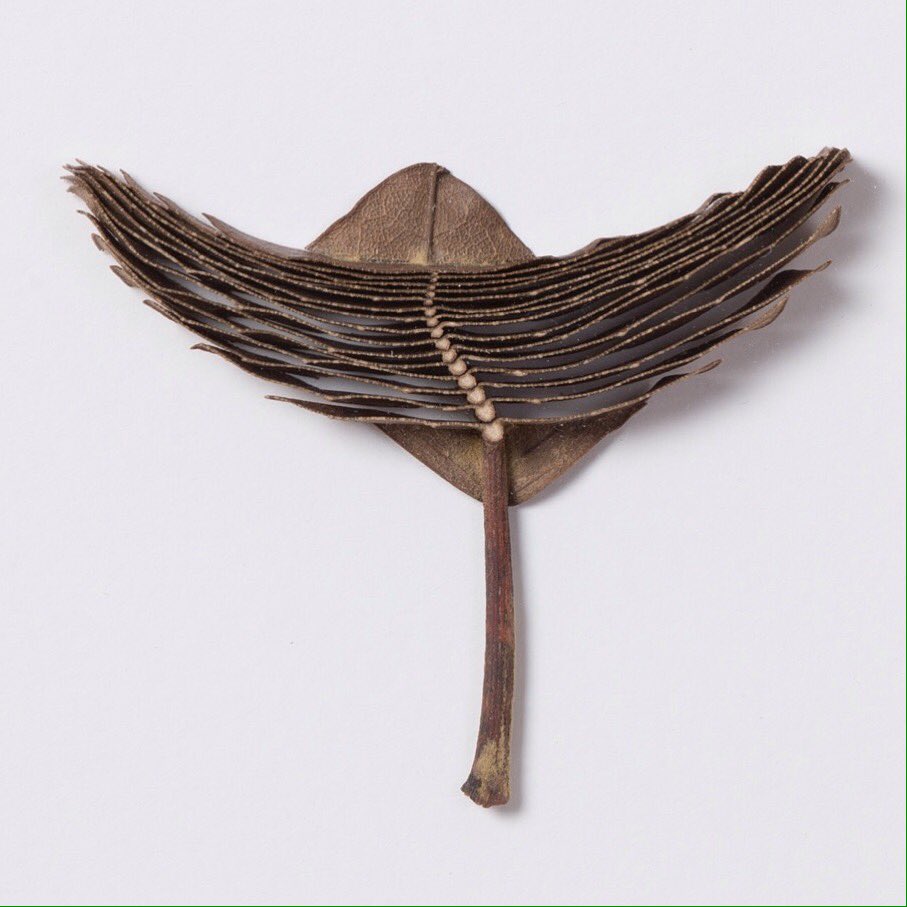Susanna_Bauer's tweet photo. 'Angel' @ccanw #LeafWorks #exhibition #Exeter https://t.co/WLYNdrgRUc #leaf #natural #sculpture #leafart #natureart https://t.co/OmWjgIoJ5C