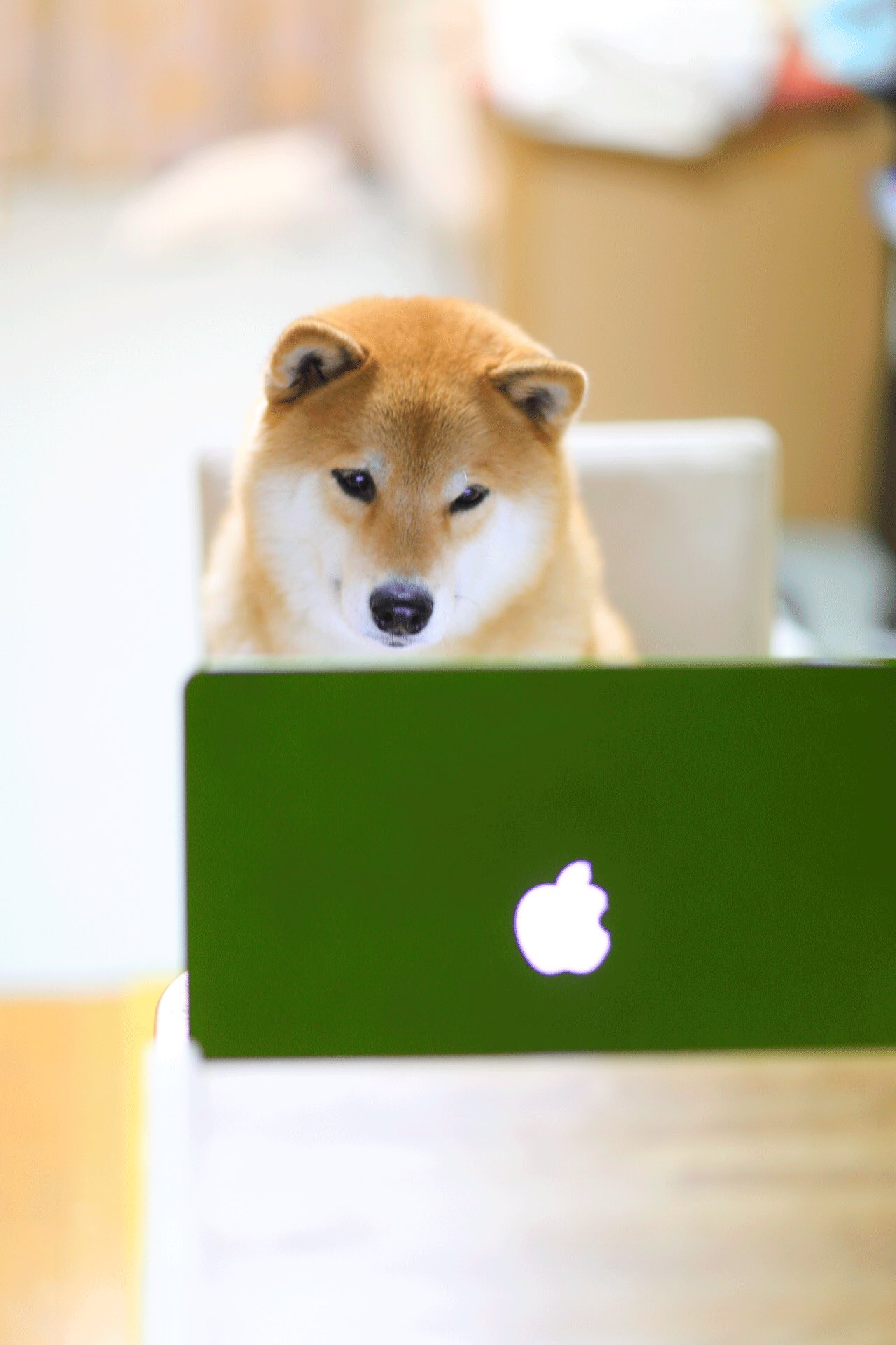 柴犬まる ケータイの壁紙にいかがでしょうか T Co M7zxkvaqnd Twitter