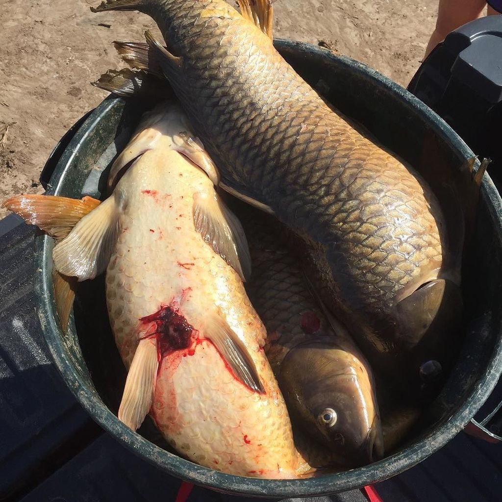Bowfish247365's tweet photo. Fan Photo Submission by: jbb_bowfishing > Investing in a bigger barrel #OutdoorWisconsin #BowfishingLife #Bowfishin… https://t.co/AOyUsAZ2Yg