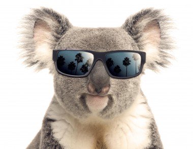 SwagMasterZack1's tweet photo. On 5/19/16 I met a koala bear.He was a very nice koala bear.He wore the glasses by himself. #Koalathings @histoarts8 https://t.co/aLNL32mlTL