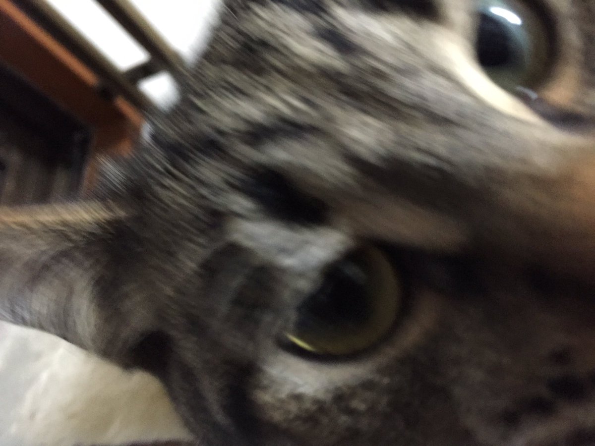koharu_tya's tweet photo. https://t.co/8azgQy3smM