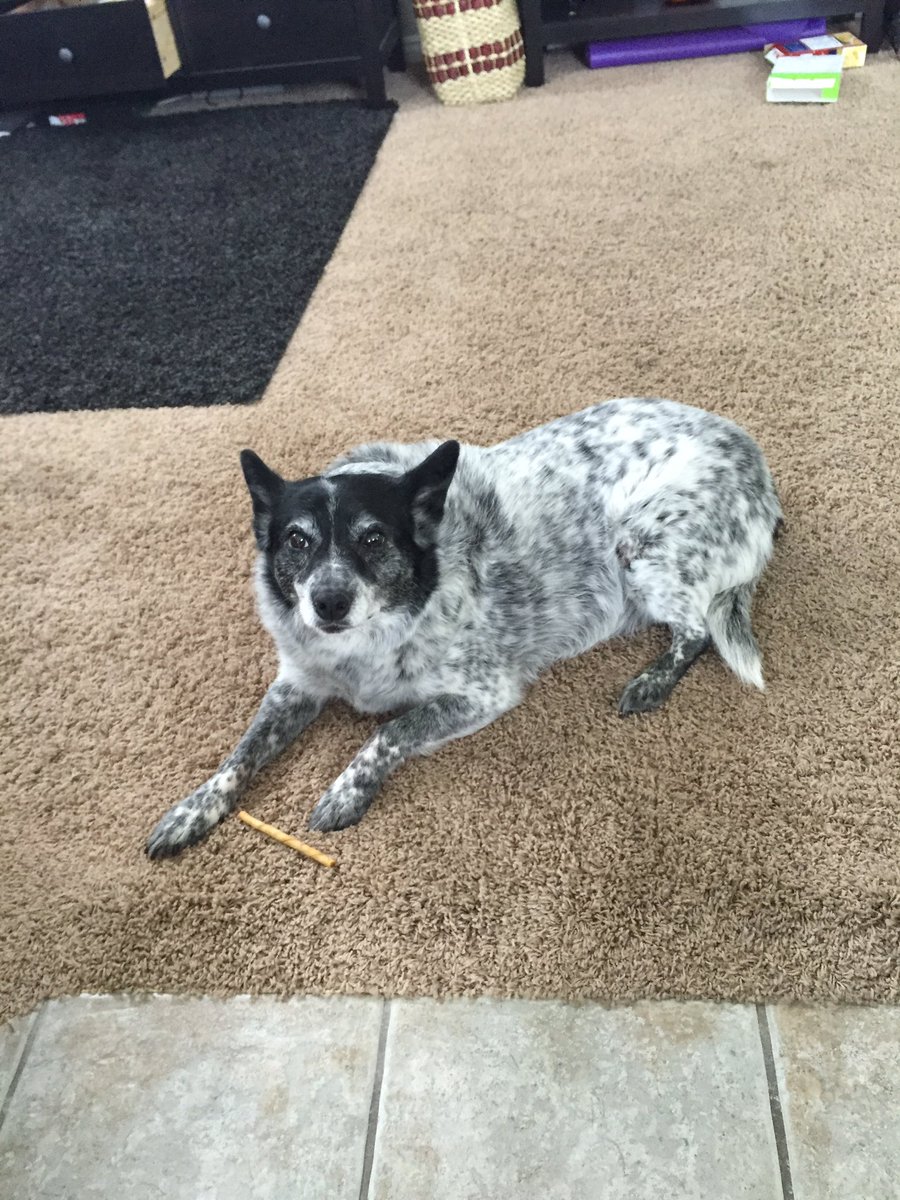HomerWolman's tweet photo. Friday's are pretty good when I get to work from home with my dawg Spooky 🐺🏃🏽 https://t.co/fnggawfmS4