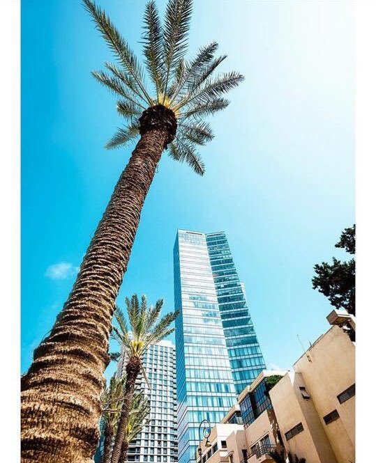 view_il's tweet photo. Rothschild boulevard 🌴🌴 https://t.co/8JSGr3IH91