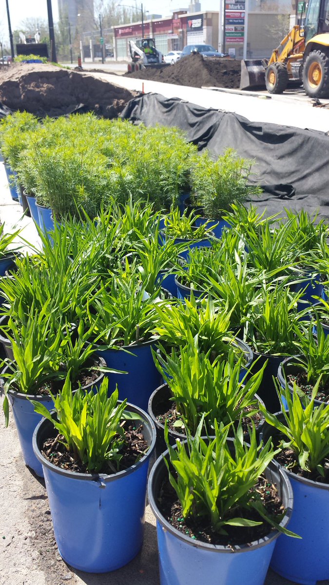TTCLeslieBarns's tweet photo. Plants, plants, plants! Leslie Barns is getting a "green"-over. #spring https://t.co/65m0VPszp7