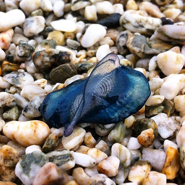 Greenbankhotel's tweet photo. 📷: issyray: Finally seen my first purple jellyfish found on Gylly beach #cornishwaters #lovecornwall #gyllybeach https://t.co/Pclvt7PPNO