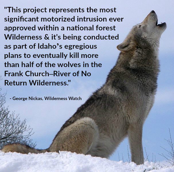 WildernessWatch's tweet photo. #askInterior Are you worried about #Idaho's aggressive killing of #Wolves in #Wilderness? https://t.co/9Avm7Jsf4b https://t.co/m98dq7ct1j