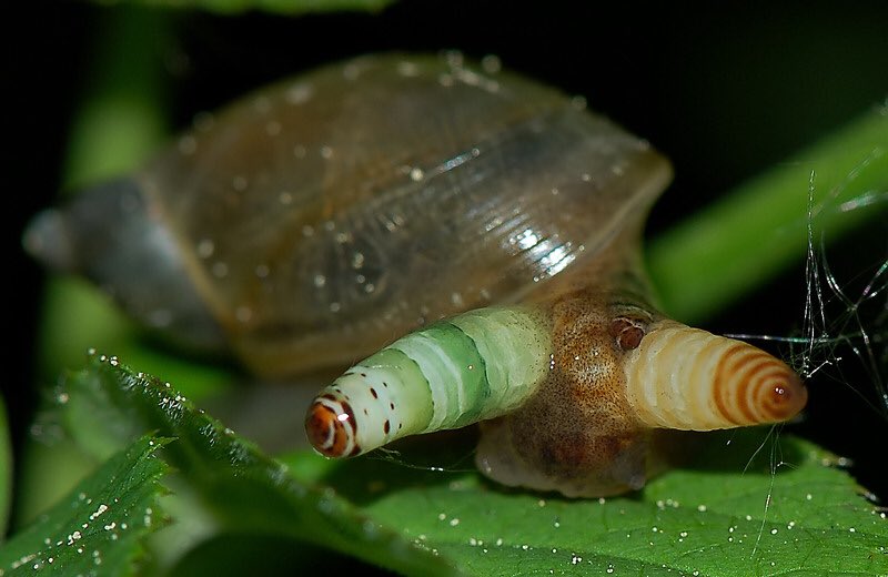 Uzivatel 青空 Tf 特撮 映画 アメコミ人生 Na Twitteru 秘密にしておきたかった生き物 ロイコクロリディウム カタツムリ の触覚に寄生して脳内をコントロールする 鳥に食べられる 鳥の糞と一緒に外に出る カタツムリが糞を食べる カタツムリの触覚に寄生して脳内を Uzivatel 青空 Tf 特撮 映画 アメコミ人生 Na Twitteru 秘密にしておきたかった生き物 ロイコクロリディウム カタツムリ の触覚に寄生して脳内をコントロールする 鳥に食べられる 鳥の糞と一緒に外に出る カタツムリが糞を食べる カタツムリの触覚に寄生して脳内を