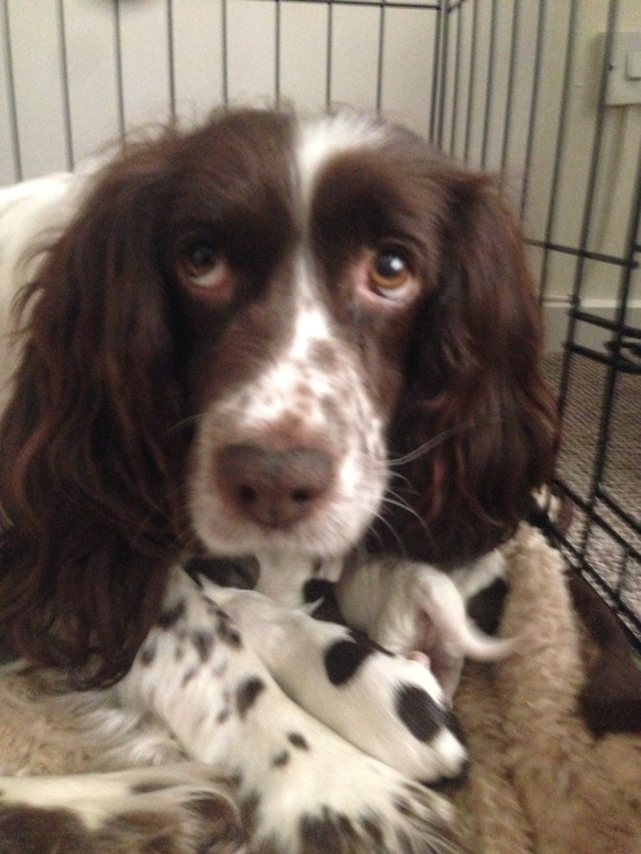 K9_Academy's tweet photo. I'm proud to announce the safe arrival of 5 beautiful spaniel puppies! Here's Mindy giving them some motherly love❤️ https://t.co/fMiPRtwkQ1