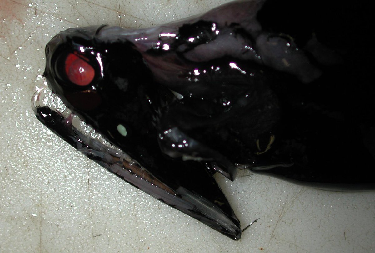 青空 Tf 特撮 映画 アメコミ人生 秘密にしておきたかった生き物 オオクチホシエソ 深海では珍しい赤い発光器を眼の下持つ 下顎は空洞化している 餌を食べる時に下顎がバネ仕掛けのように突き出す