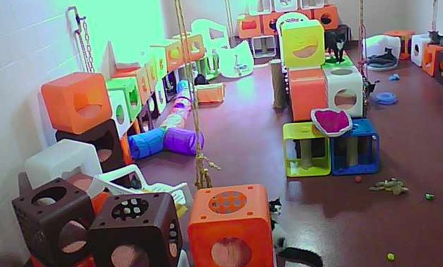 Check out our #KittyKasas in live action via our ARNI Catopia-cam #love #cats #adoptdontshop arnisays.com/index.php/live…