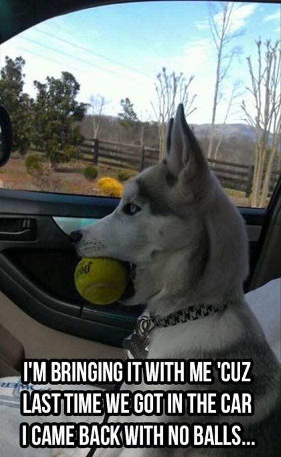 Fireflies208's tweet photo. #vet #funnyanimals #socute https://t.co/nEMP2DzzhF