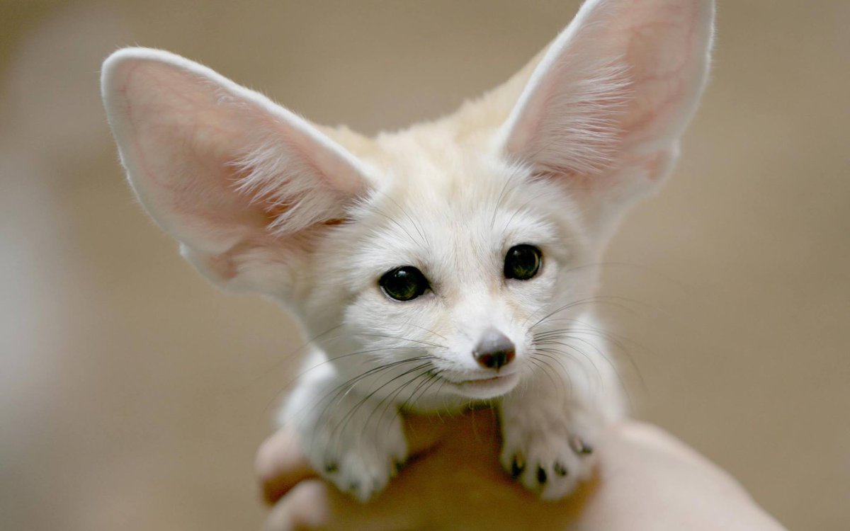 World's tweet image. Baby desert fox.
