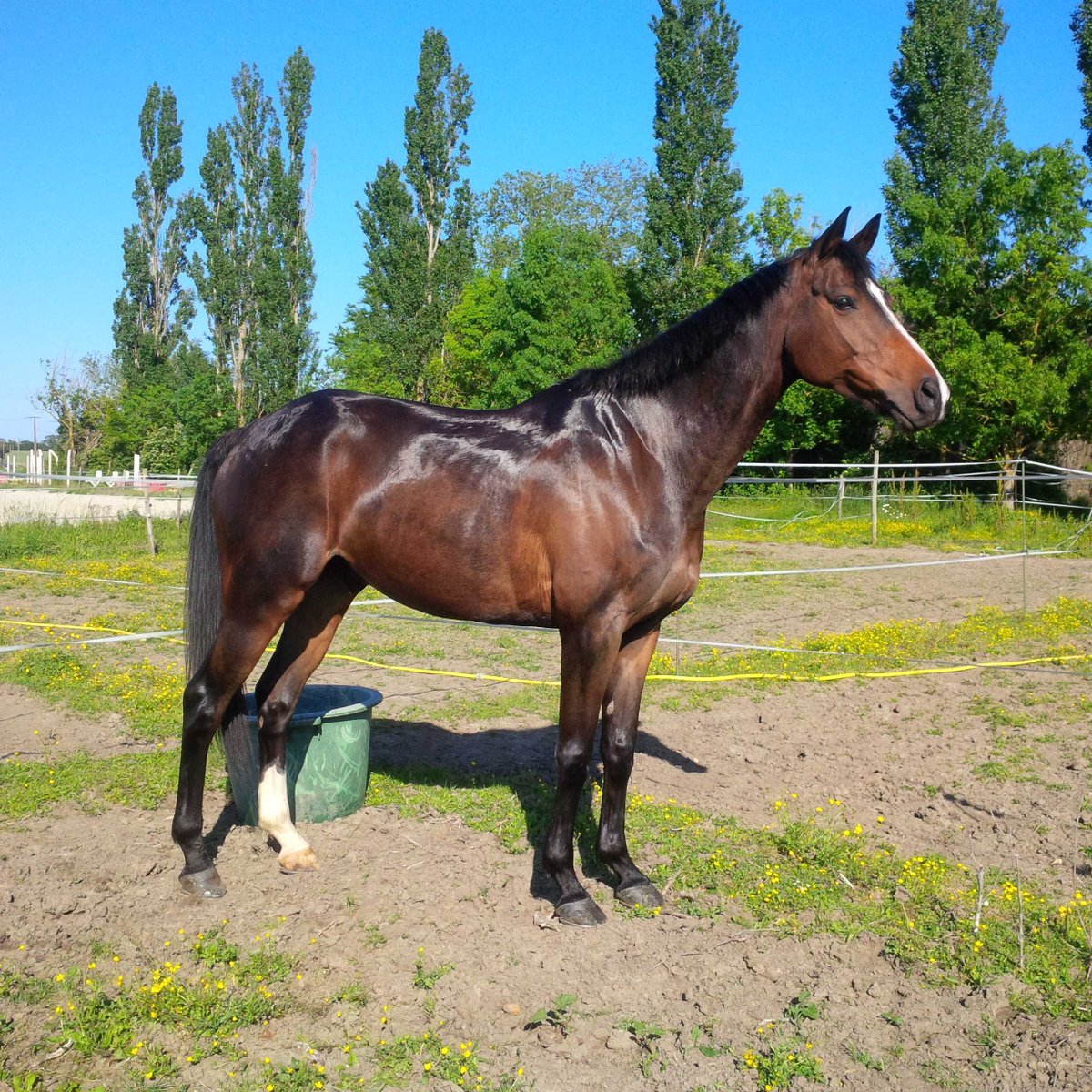 eglantine81's tweet photo. #gravure #cheval #sellefrançais @ArtistShares https://t.co/4e4KIqXzfM