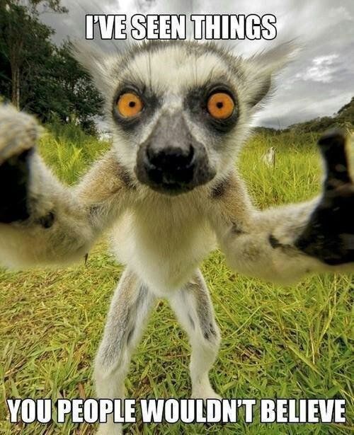 Fireflies208's tweet photo. # crazy #seenthings https://t.co/odHWMPOLHG
