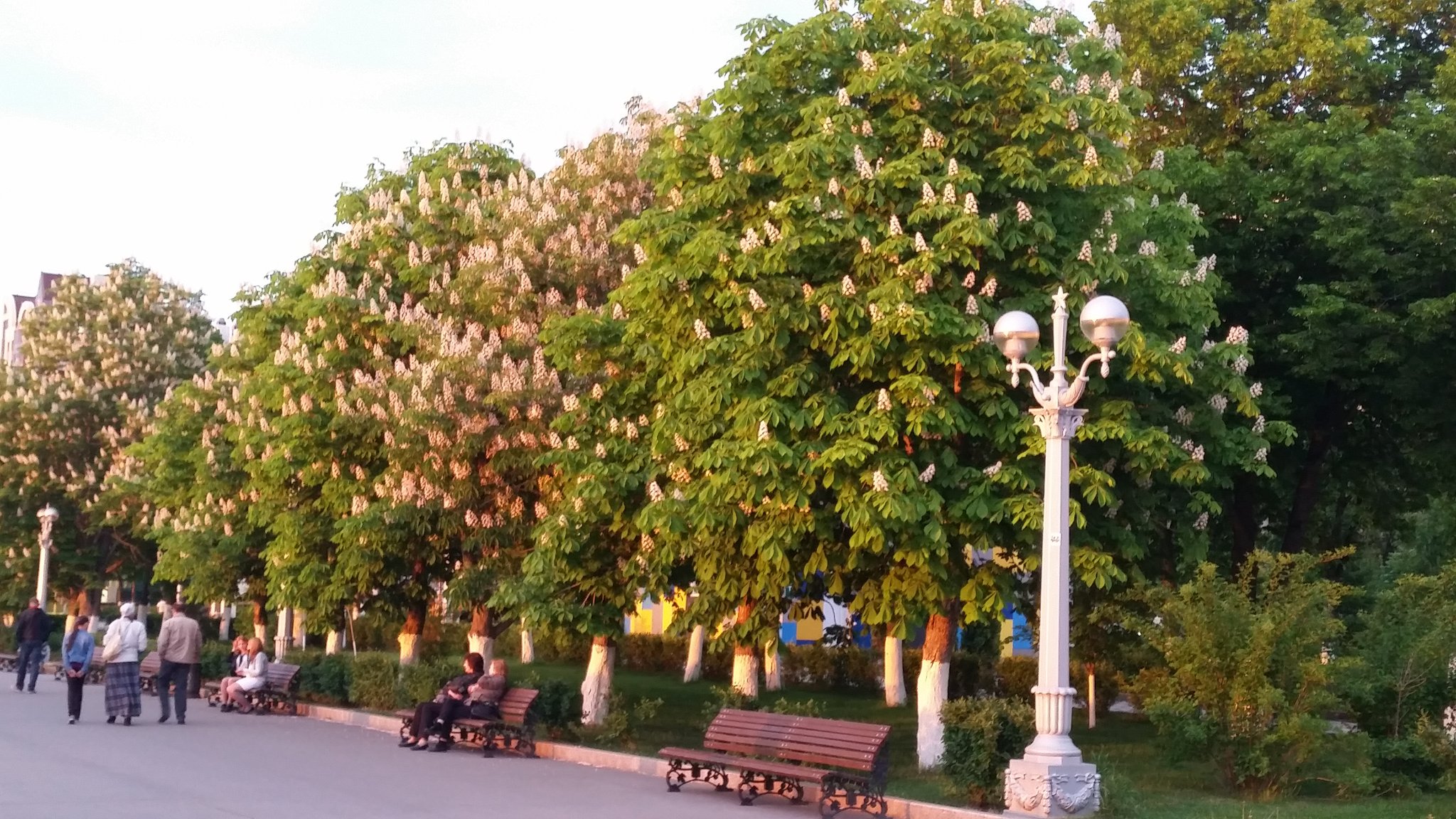 Каштаны в Краснодаре