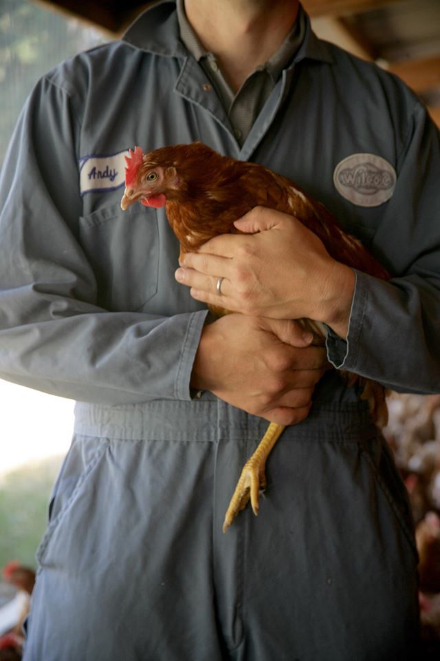 barnraiser's tweet photo. .@WilcoxOrganic is now on #BarnraiserDiscover! #Like them &amp; #discover more #foodmakers:  https://t.co/KVQ7HecOzy https://t.co/e97aq596AX