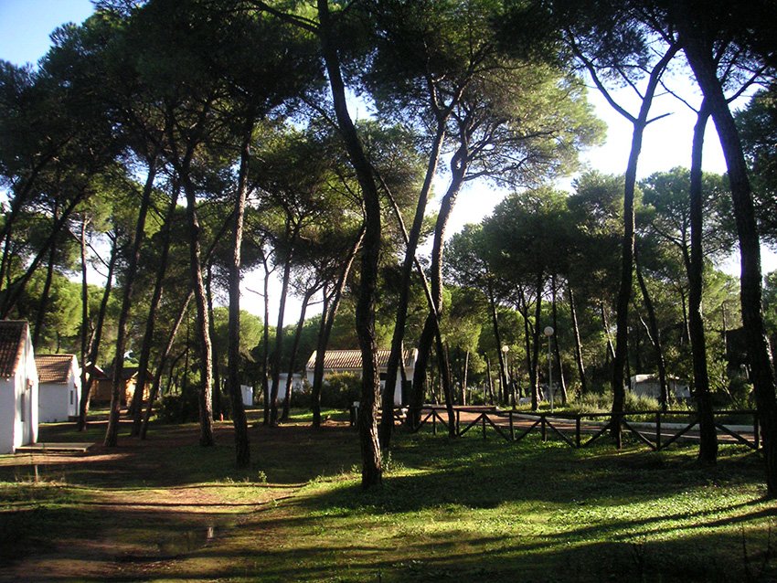 #TopRunner recogida dorsales Cross Aznalcázar sábado 21 en Camping Dehesa Nueva de 9:30 a 14:00h y de 17:00 a 19:30h