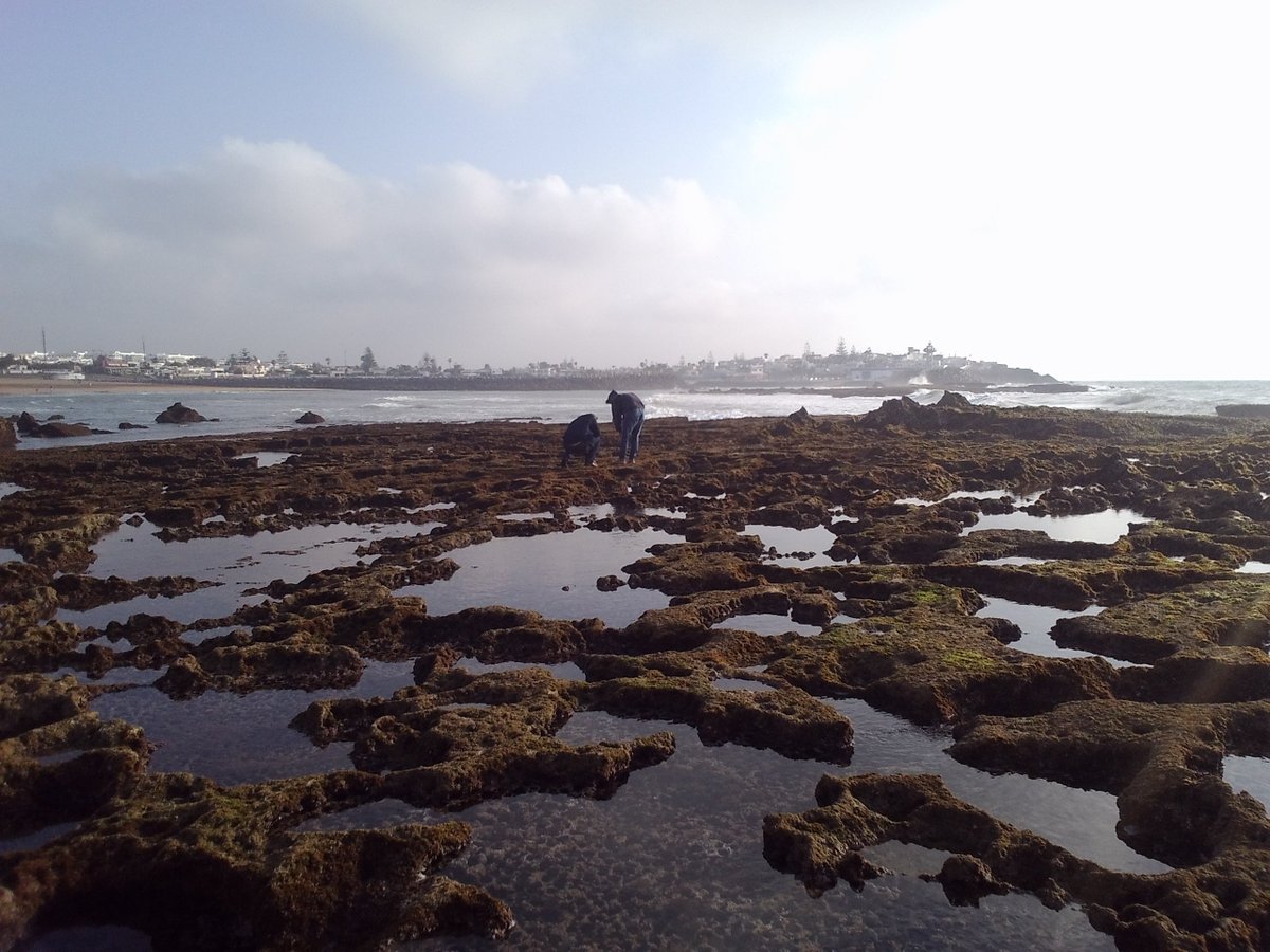 BioNept's tweet photo. #Bionept troopers @CarlaRLourenco & @CorDeGeleia sample spectacular #intertidal at Plage des Contrebandiers #Rabat. https://t.co/eNrkK3XWDe