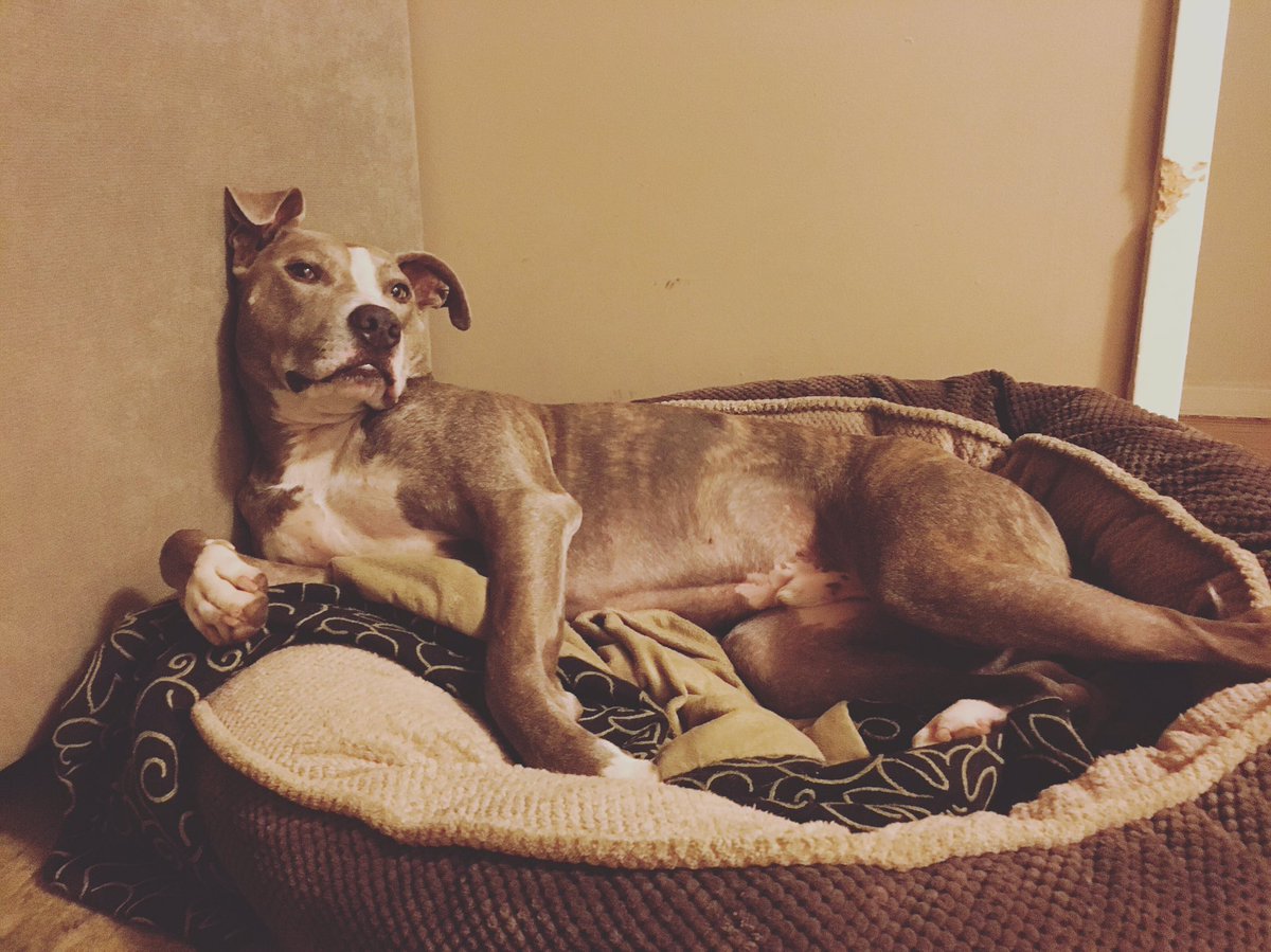 I slay, I slay... #Beyonce vibes <a href="/Pitbullsofinsta/">Pitbullsofinstagram</a> <a href="/PEOPLEPets/">People Pets</a>