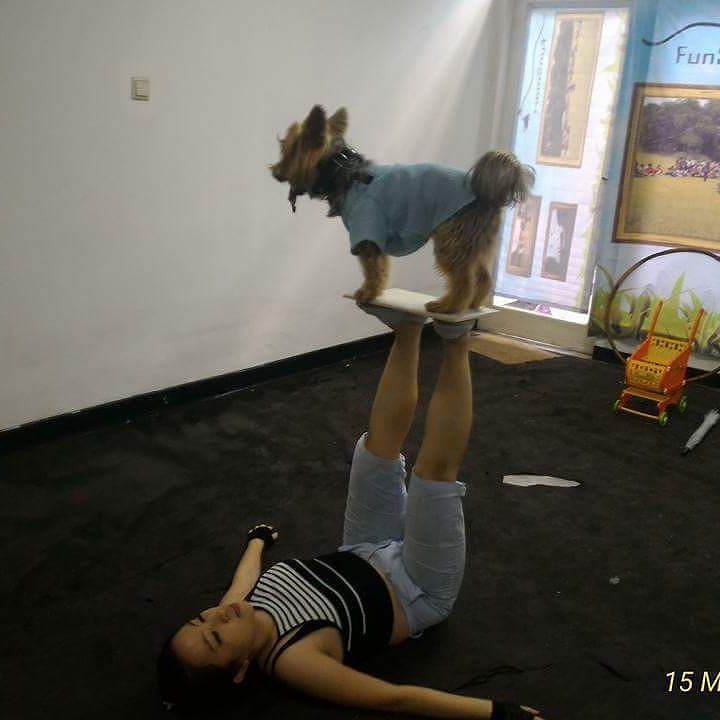 Cinemanimo1's tweet image. ift.tt/1UOIcTu Billy
#yorkshire #smartdog #funsmart #cutedog #fundog #dogofinstagram by funsmartacademy