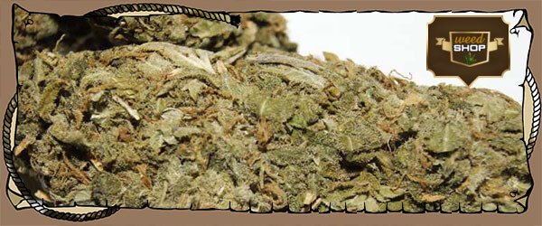 weedshopusa's tweet photo. Order Real #Weed Online - Buy #WeedStrains #HINDU Now! 
https://t.co/3UGpReeAdl https://t.co/QWVmQZ38Hh