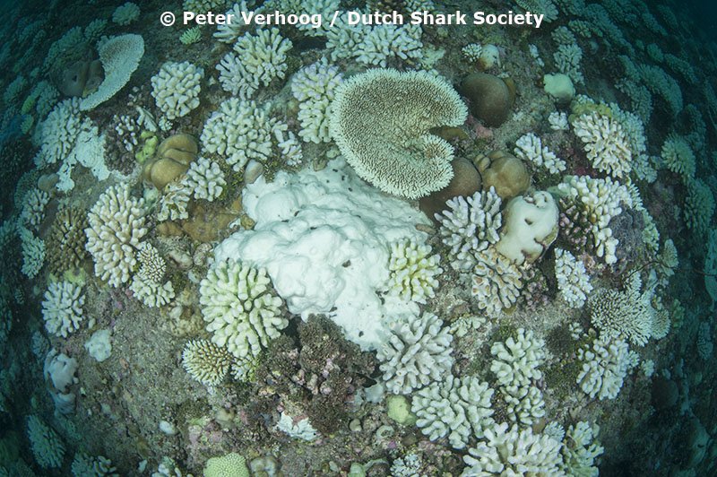MarkMeekan's tweet photo. coral bleaching in the Maldives @aims_gov_au @globalfinprint @VulcanInc @pewenvironment @pewtrusts @JCUFish https://t.co/oTZjM7MU7I