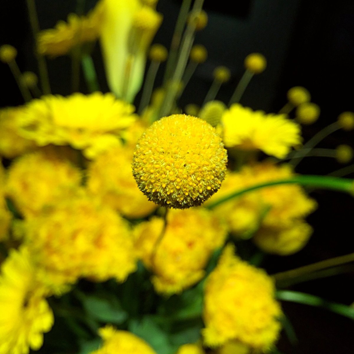 Craspedia globosa -genus of flowering plants in the daisy family commonly known as billy buttons. #craspedia #flower