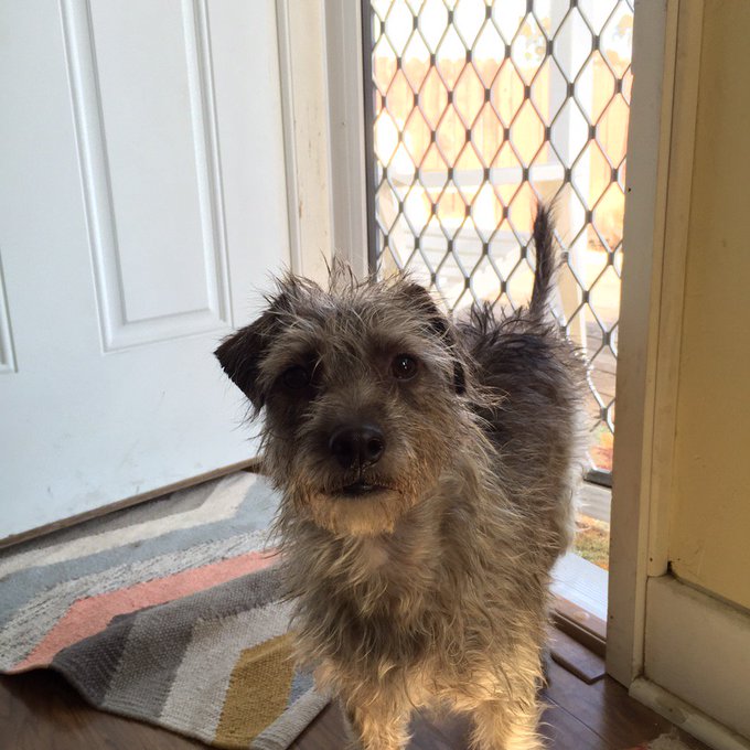 I love my scruff muffin. https://t.co/wdS13zg6y1<a href="/tag/mvsales"class="tags"><span>#mvsales</span></a>