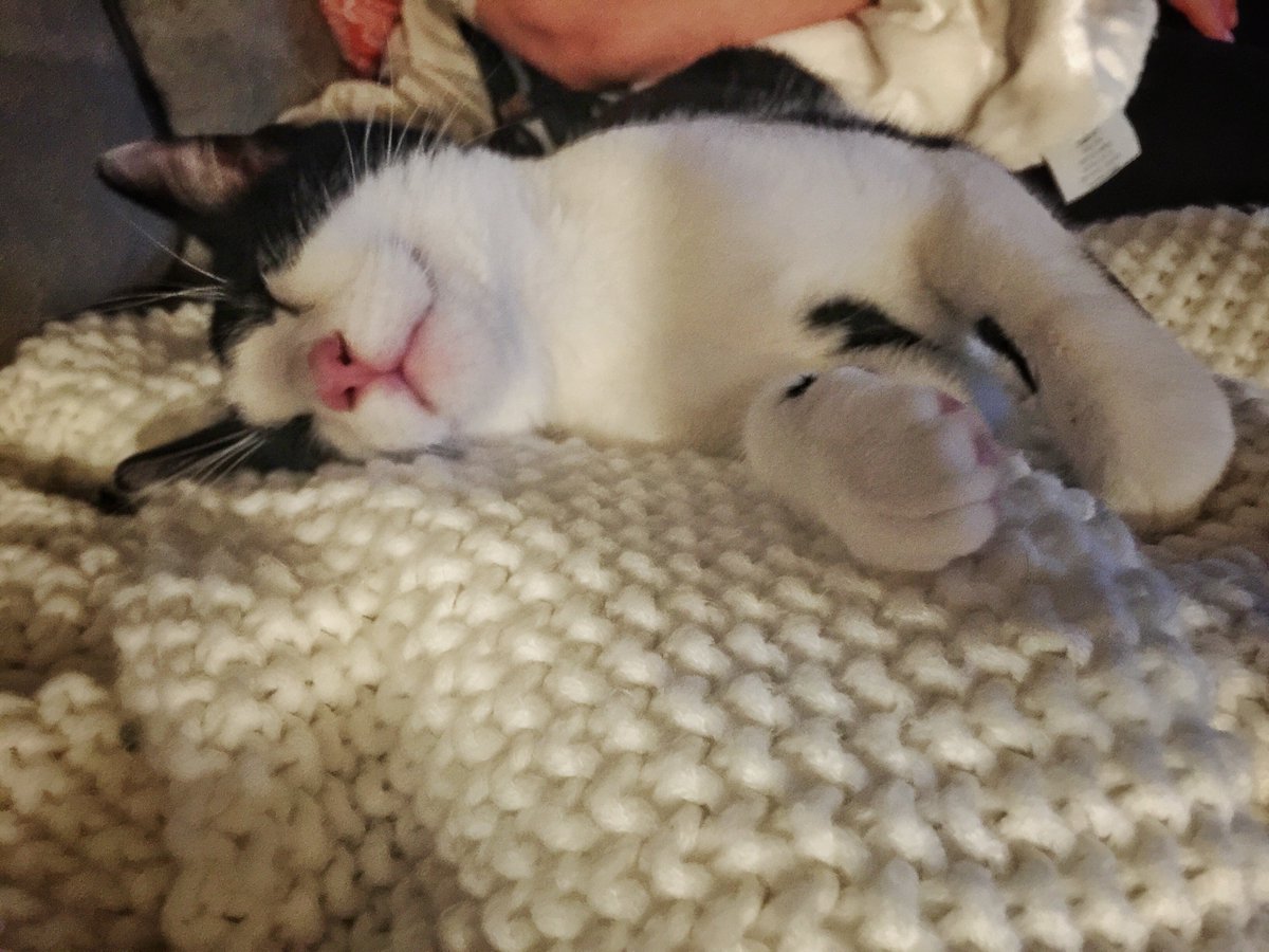 MollyDockery's tweet photo. My husband and I are so happy with the cat we adopted from @BrotherWolfAR last month! #Asheville #AdoptDontShop https://t.co/4JgpaA30aw