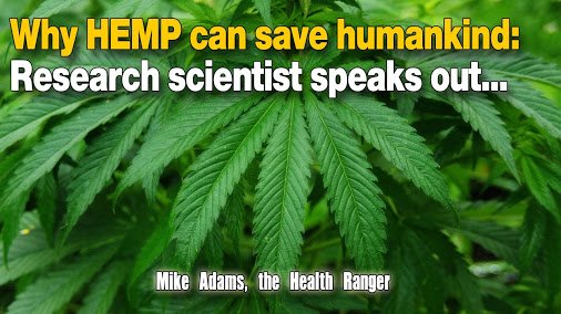 HealthRanger's tweet photo. Why #HEMP can save #humankind: Research #scientist speaks out...  https://t.co/hS5yR3806e #naturalhealing https://t.co/qA4LVhFIii