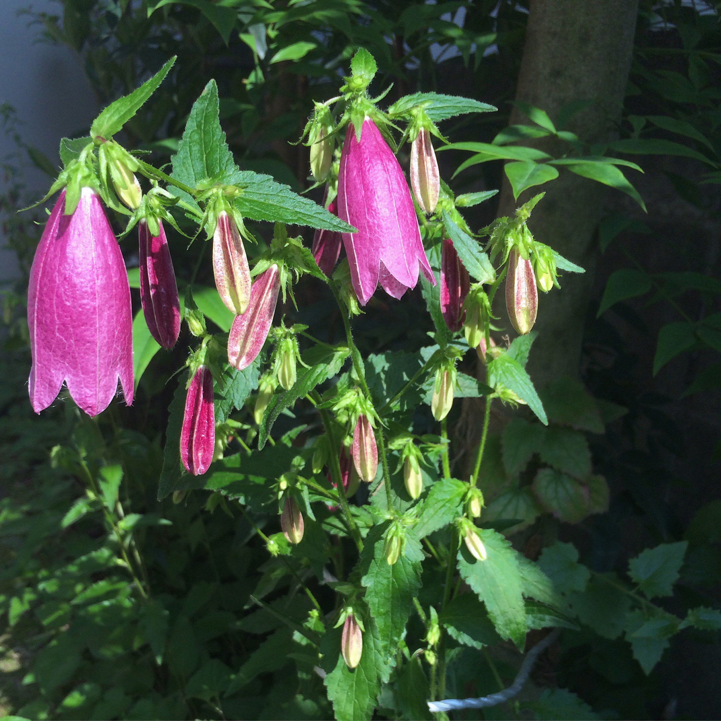 Campanula Punctata Twitter Search Twitter
