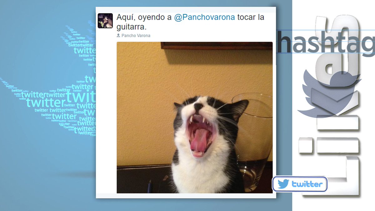 LikesCero's tweet photo. Somos fans de @Panchovarona pero aún más de su gato @Jaritomalo que, por supuesto, tiene cuenta en Twitter💓 #Likes78 https://t.co/sXGN2wsoTi