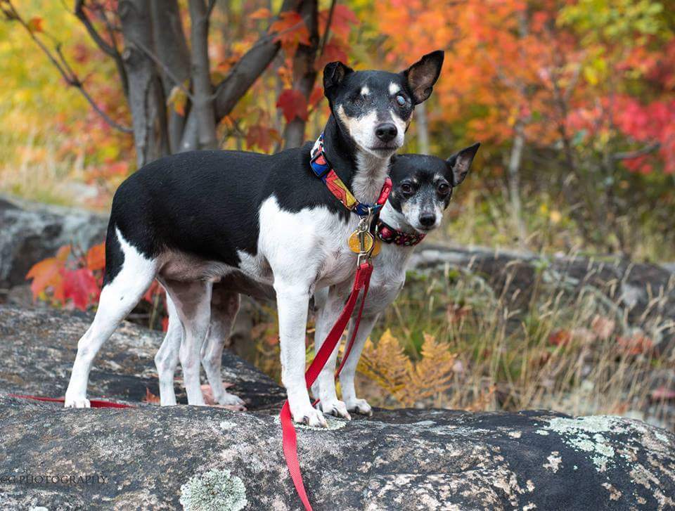 rtrcanada's tweet photo. Pls RT &amp; help find a home for Sasha &amp; Roman, a bonded pair. Located in Ontario. #adoptdontshop #ratterrier #adoptme https://t.co/Z1As3ZxYin