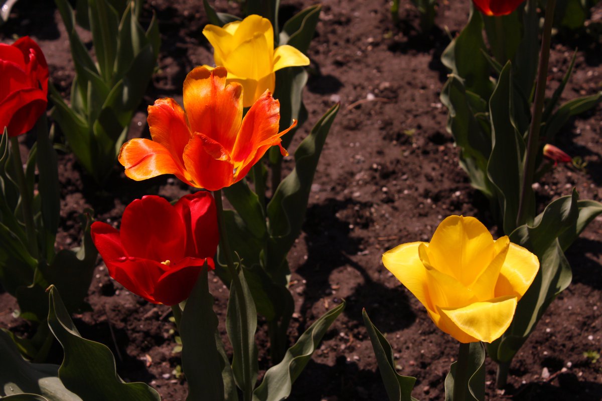 Pictures taken today at <a href="/CityBrampton/">City of Brampton</a> <a href="/GageGazebo/">Gage Park Gazebo</a> of the flowers that are in bloom on this beautiful day.