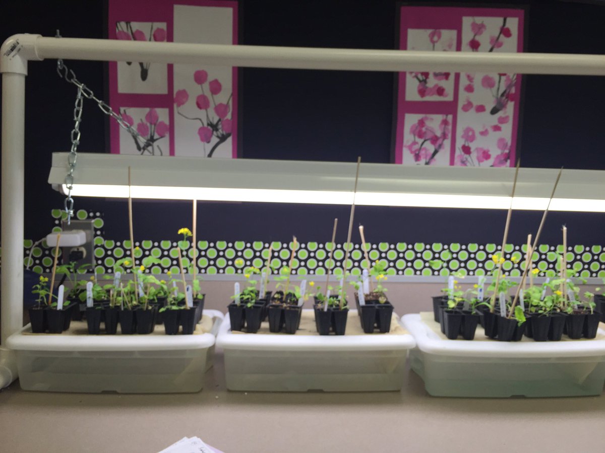 grayskiddos's tweet photo. Our plants are looking good🍃🌿🌿 https://t.co/102Uj0JBub