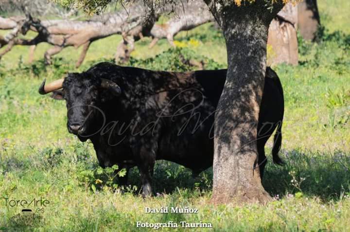 OleToreArte's tweet photo. "Pleamar" toro de Cuadri que mañana saldrá a las calles de la Vall D'Uixó(Cs) y que ha levantado gran expectación. https://t.co/X6wetUVEJy
