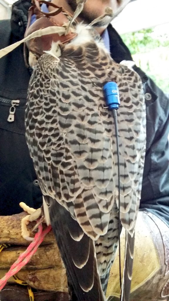 techauka's tweet photo. Halcones con GPS en el stand de Raptor-Cetrería en Paraguay
#TechaukASU https://t.co/sfJ9XuDIQZ