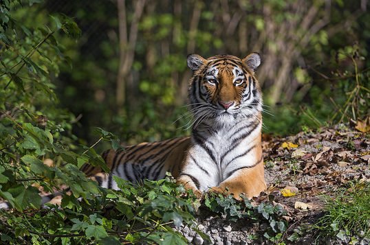 camorganwrites's tweet image. camorganwrites.com/blog #BeATiger #WhyBlog