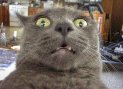 tiny_humor's tweet image. I'm just pretty shocked .. nothing special :D

#meme #funny #cute #cat #animals #shocked #humor #tinyhumor