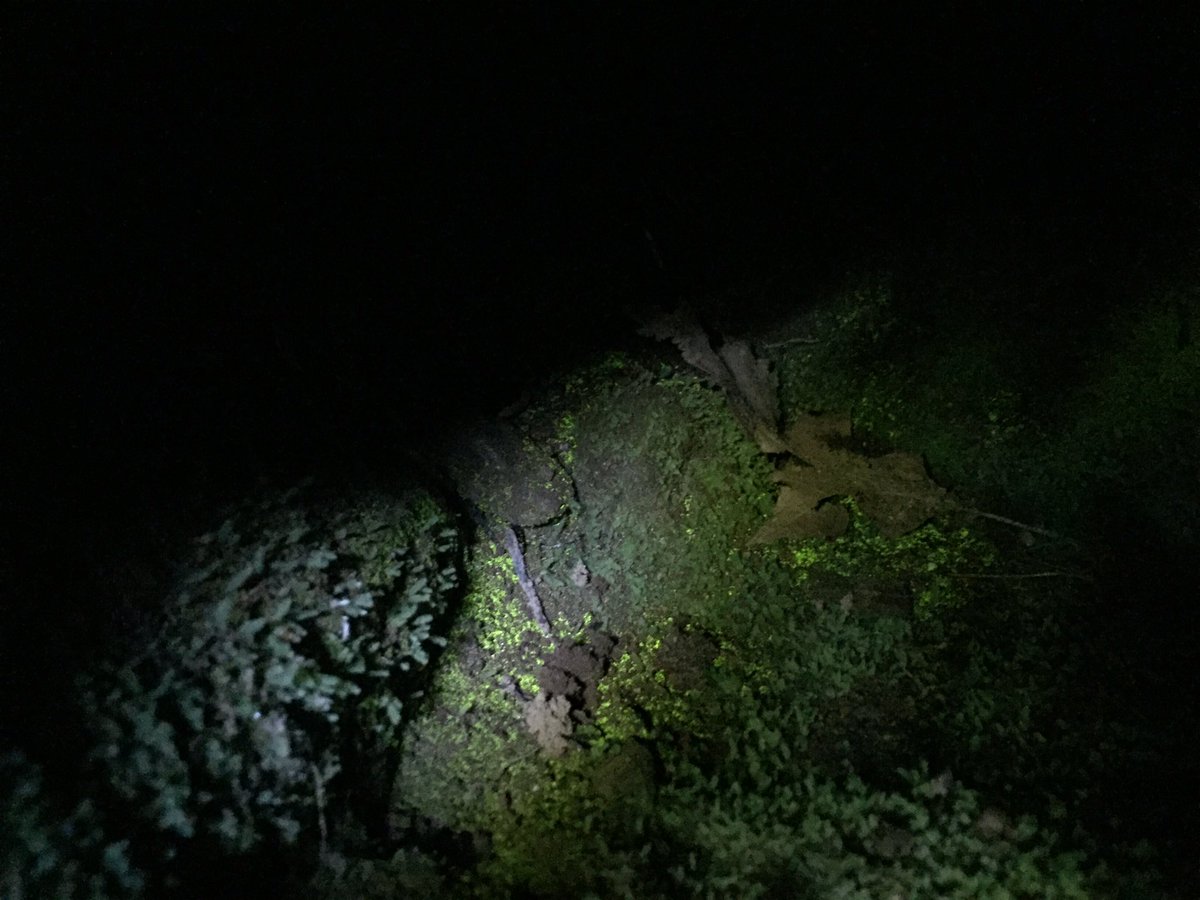 Feldbotanik's tweet photo. #Schistostega pennata aka goblin gold! In a cave. Its #protonema glows by collecting & reflecting scarse light. https://t.co/W9YoPfg3VA