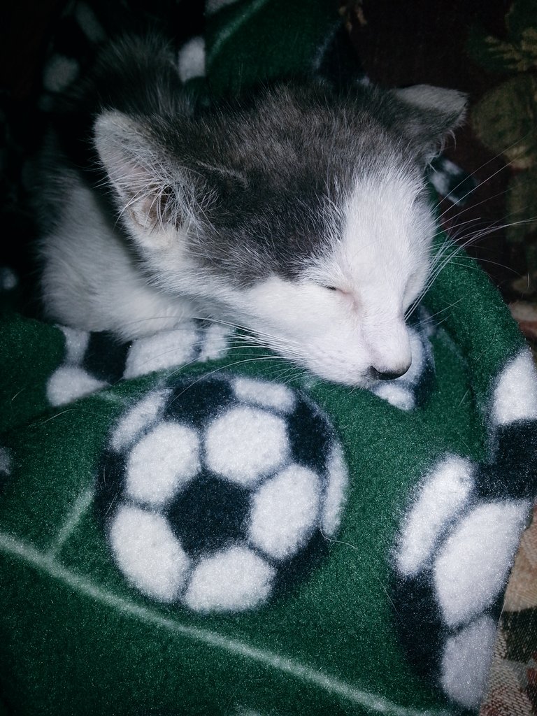 _JrAlex_'s tweet image. Rescued a kitten today.  🐱