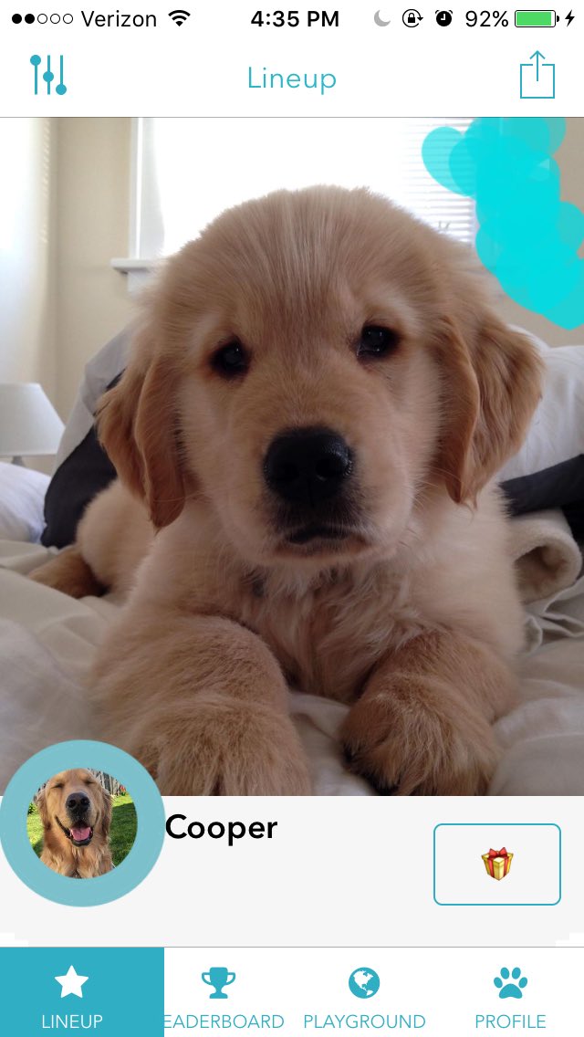 kennedykyllo's tweet photo. CUTESY IS MY NEW FAVORITE APP. You literally just look at cute pictures of people's dogs. 10/10 recommend https://t.co/PJ65bmiNpN