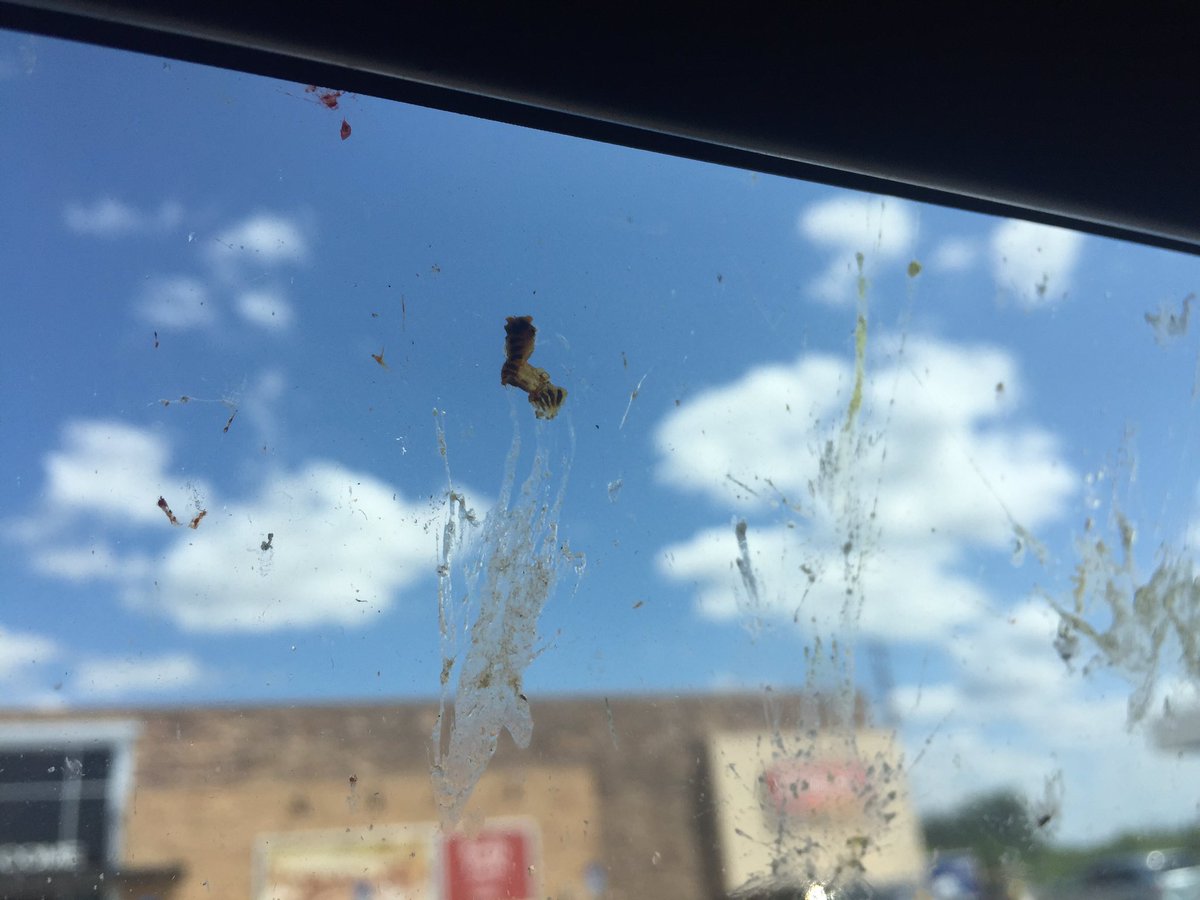 ME_the_MECHE's tweet photo. Countless lives lost driving through Texas. For my #Entomology friends. @osuc_curator https://t.co/0FcVwybTDJ