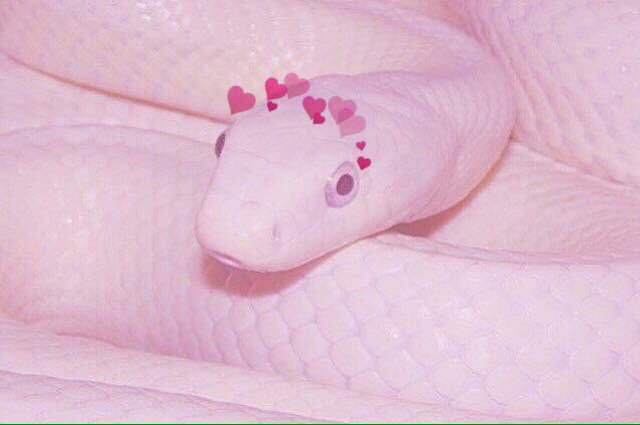 animals_hearts's tweet photo. snek🐍💓 https://t.co/g4tTOGvS2Z