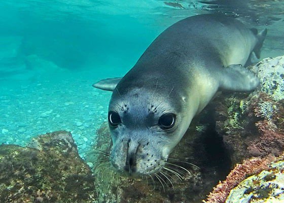 The Daily Pinniped tweet media