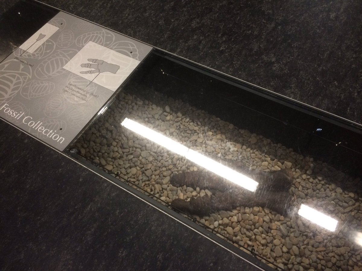 rachief9's tweet image. Watch your step! #beatymeadows #farandnear #fossilcollection #ubc